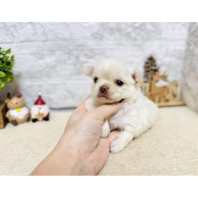 販売中の岐阜県のチワワ(ロングコート)-443935の7枚目