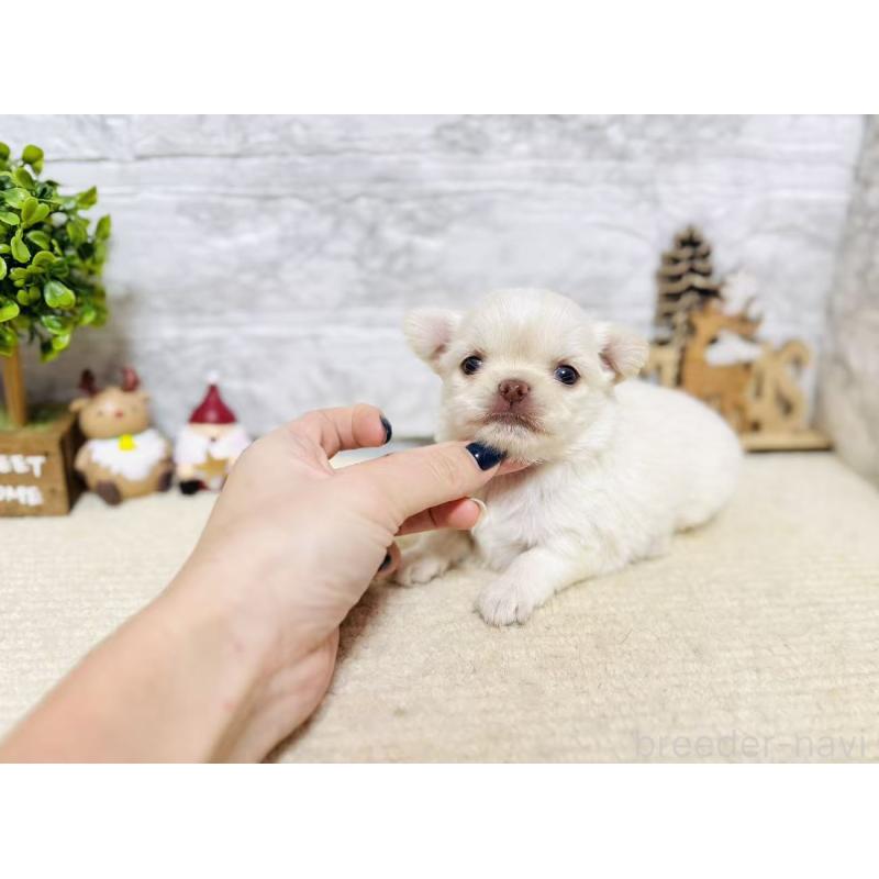 販売中の岐阜県のチワワ(ロングコート)-443935の6枚目