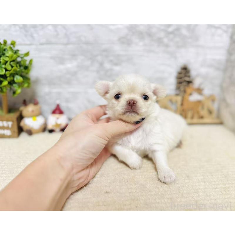 販売中の岐阜県のチワワ(ロングコート)-443935の5枚目