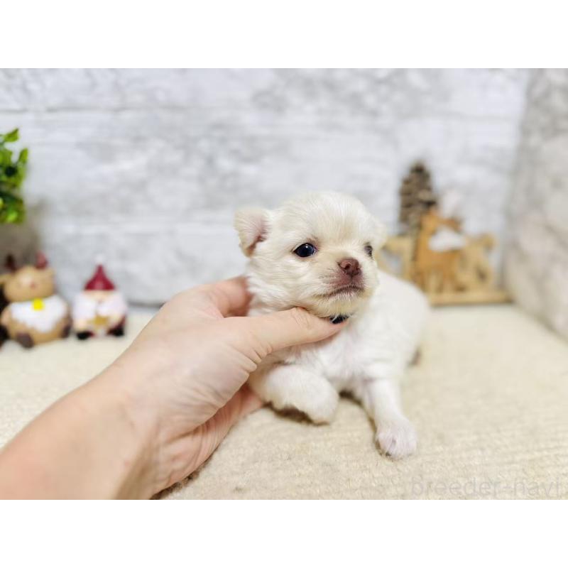 販売中の岐阜県のチワワ(ロングコート)-443935の4枚目