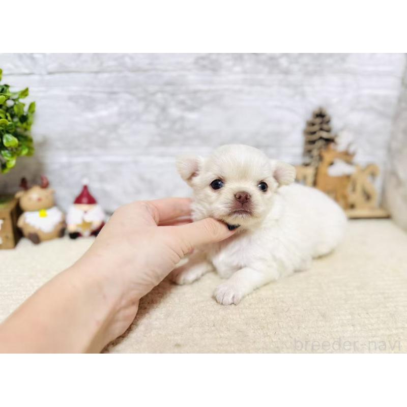 販売中の岐阜県のチワワ(ロングコート)-443935の3枚目