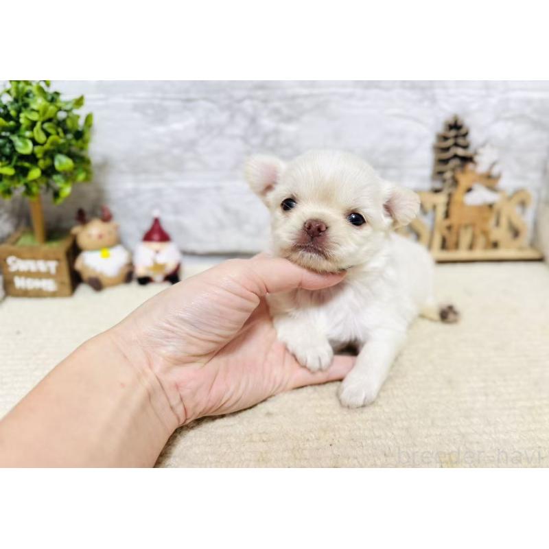 販売中の岐阜県のチワワ(ロングコート)-443935の2枚目