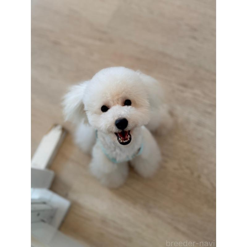 販売中の山形県のトイプードル-402367の2枚目