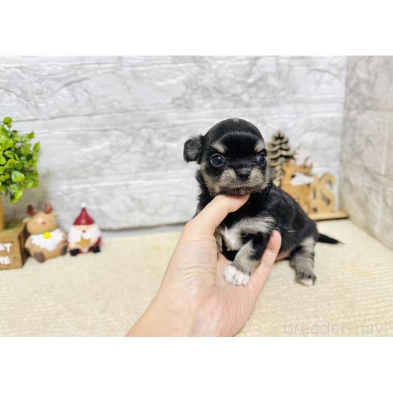 販売中の岐阜県のチワワ(ロングコート)-443937の3枚目