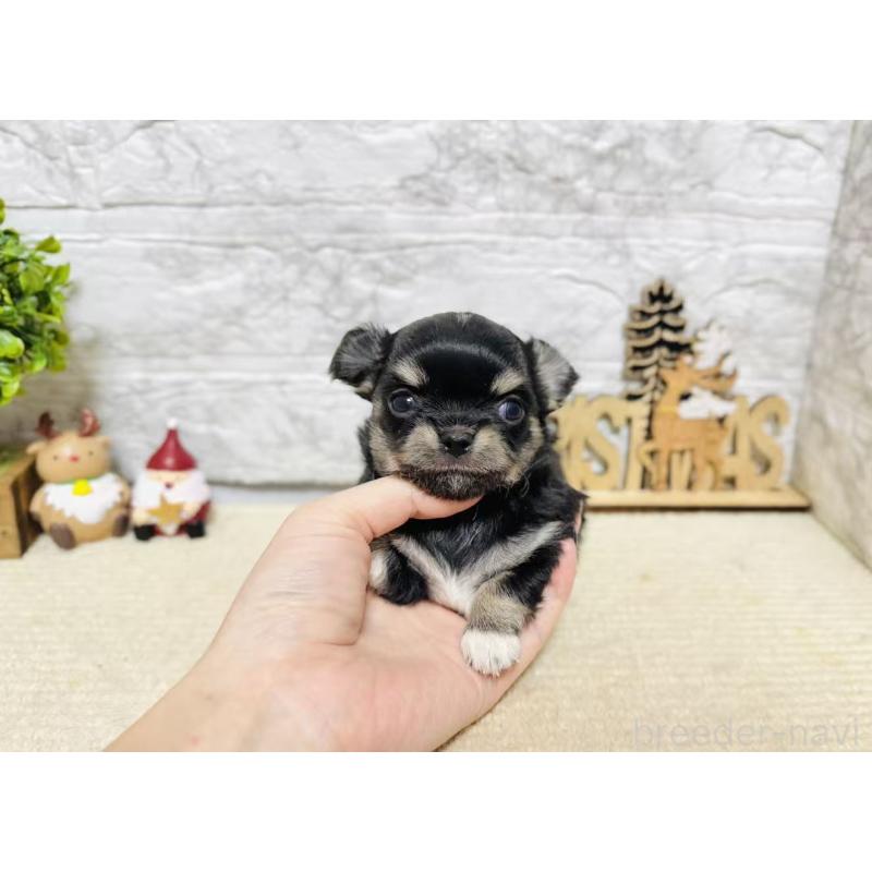 販売中の岐阜県のチワワ(ロングコート)-443937の4枚目