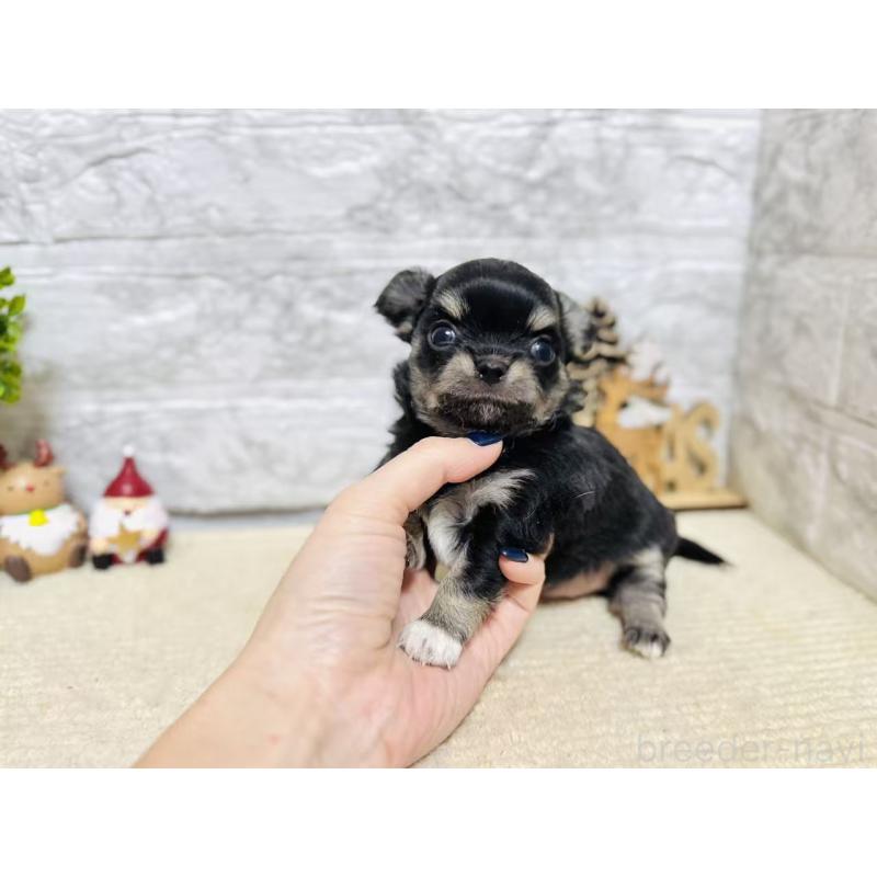 販売中の岐阜県のチワワ(ロングコート)-443937の2枚目