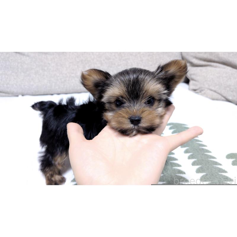 販売中の茨城県のヨークシャーテリア-443939の9枚目