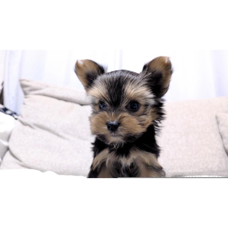 販売中の茨城県のヨークシャーテリア-443939の8枚目