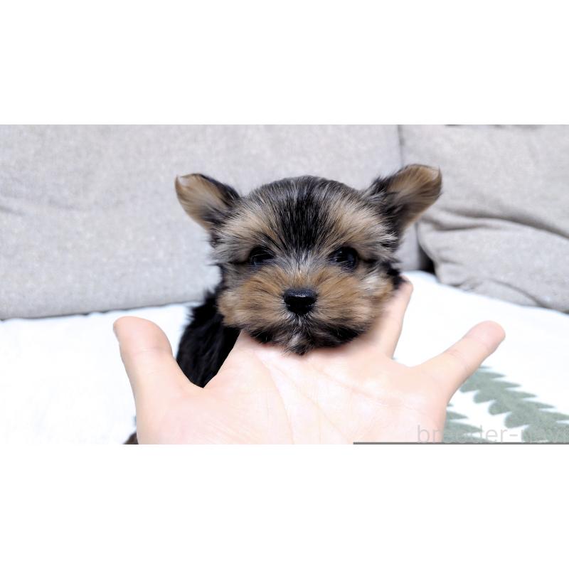 販売中の茨城県のヨークシャーテリア-443939の7枚目