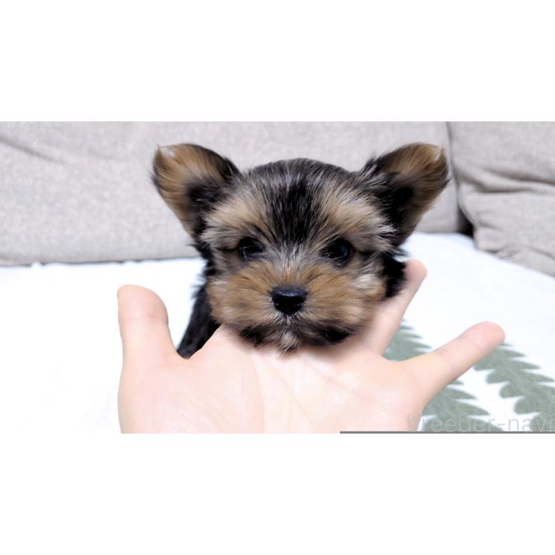 販売中の茨城県のヨークシャーテリア-443939の6枚目