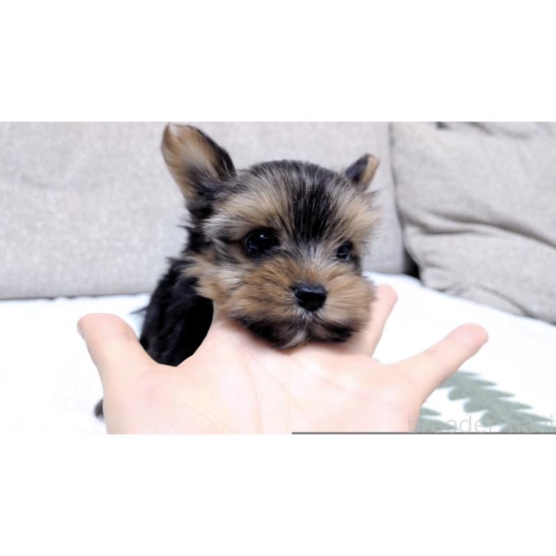 販売中の茨城県のヨークシャーテリア-443939の4枚目