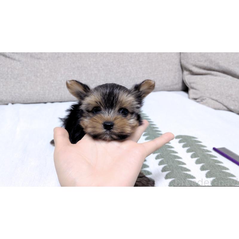販売中の茨城県のヨークシャーテリア-443939の2枚目