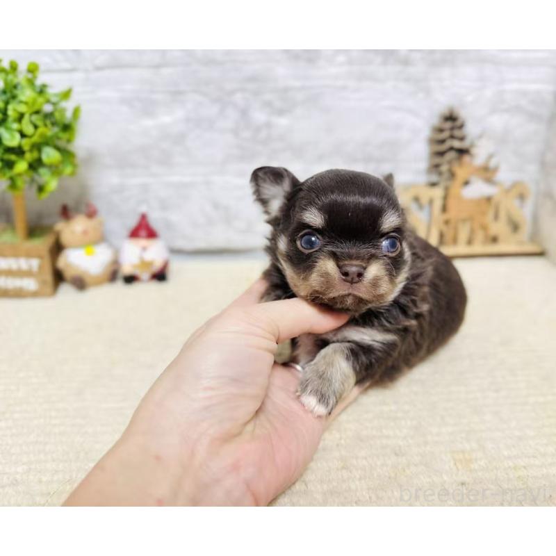 販売中の岐阜県のチワワ(ロングコート)-443938の7枚目