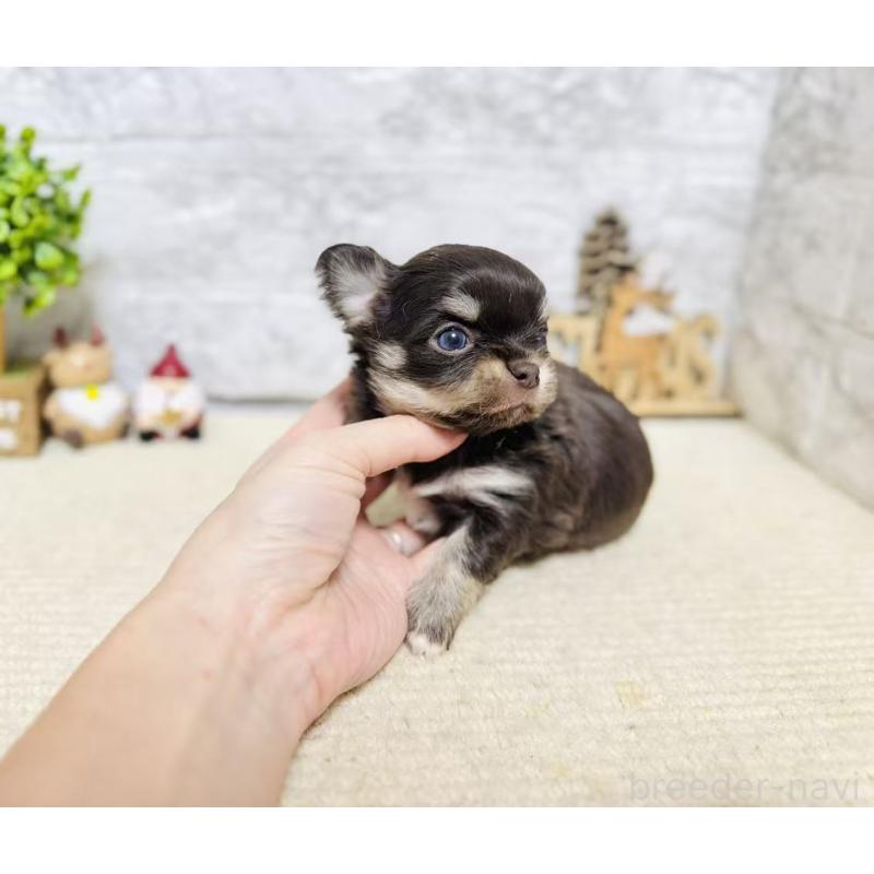 販売中の岐阜県のチワワ(ロングコート)-443938の6枚目