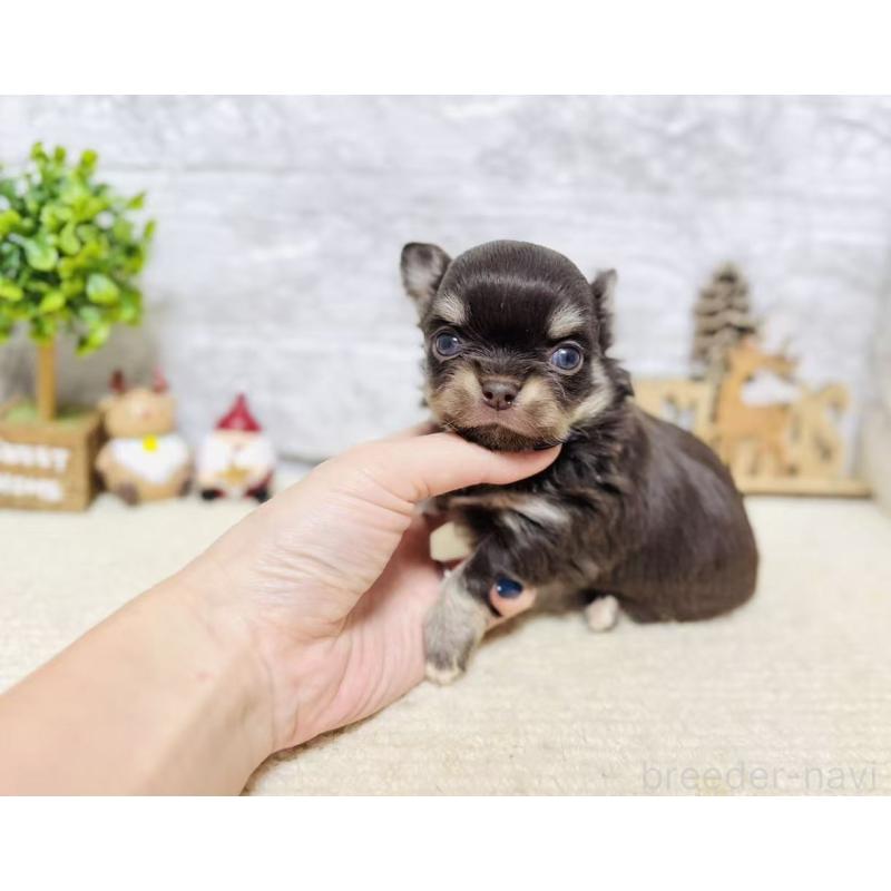 販売中の岐阜県のチワワ(ロングコート)-443938の3枚目