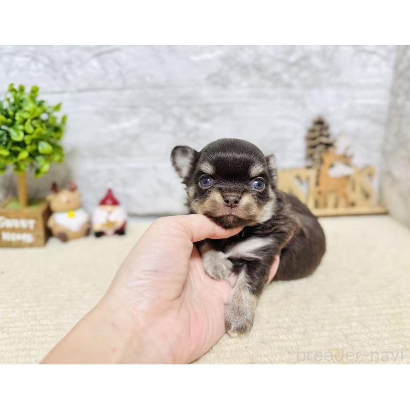 販売中の岐阜県のチワワ(ロングコート)-443938の2枚目