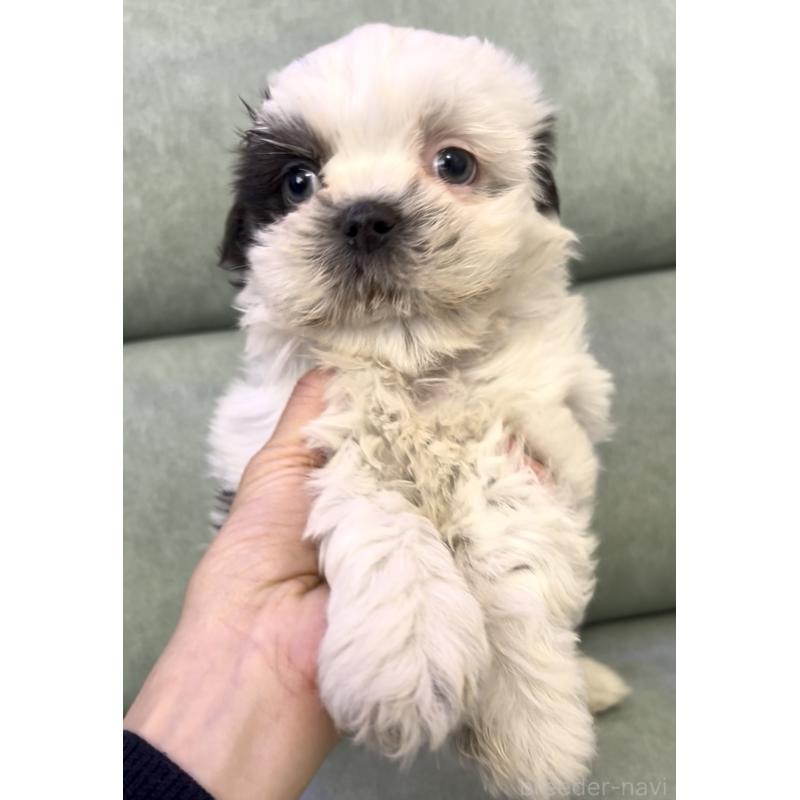 販売中の奈良県のシーズー-430092の2枚目