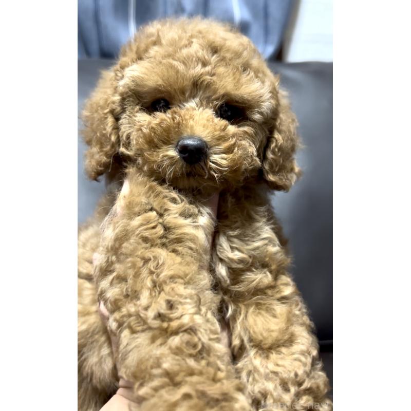 販売中の奈良県のミニチュアプードル-436921の2枚目