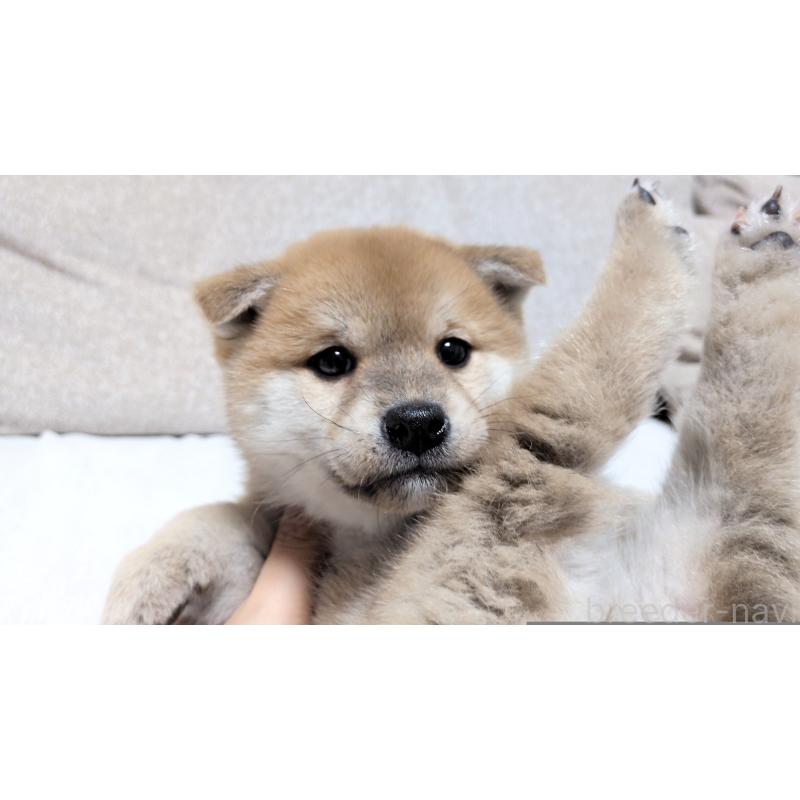 販売中の茨城県の柴犬-443940の10枚目