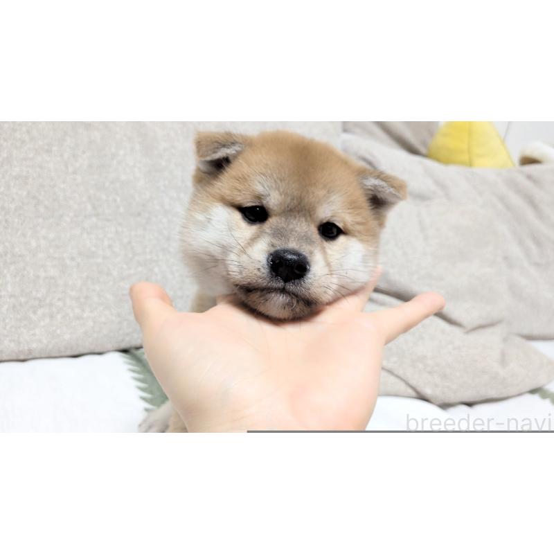 販売中の茨城県の柴犬-443940の9枚目