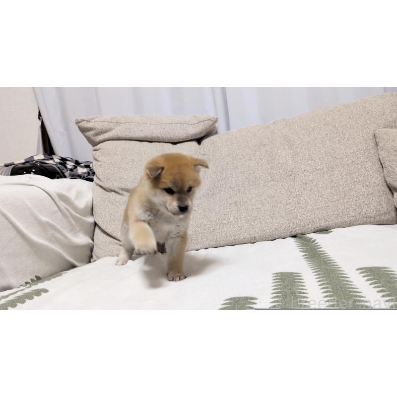 販売中の茨城県の柴犬-443940の7枚目