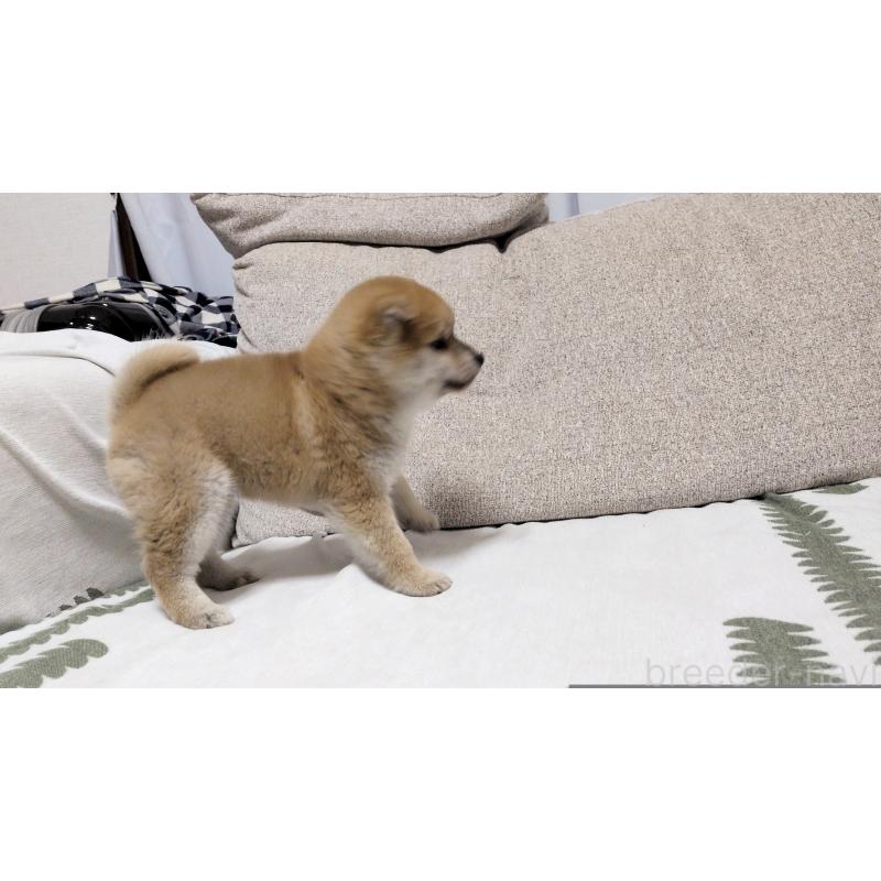 販売中の茨城県の柴犬-443940の6枚目