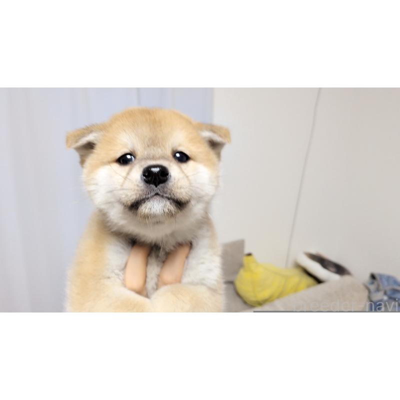 販売中の茨城県の柴犬-443940の5枚目