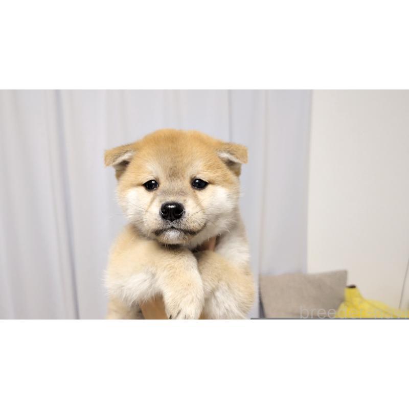 販売中の茨城県の柴犬-443940の4枚目