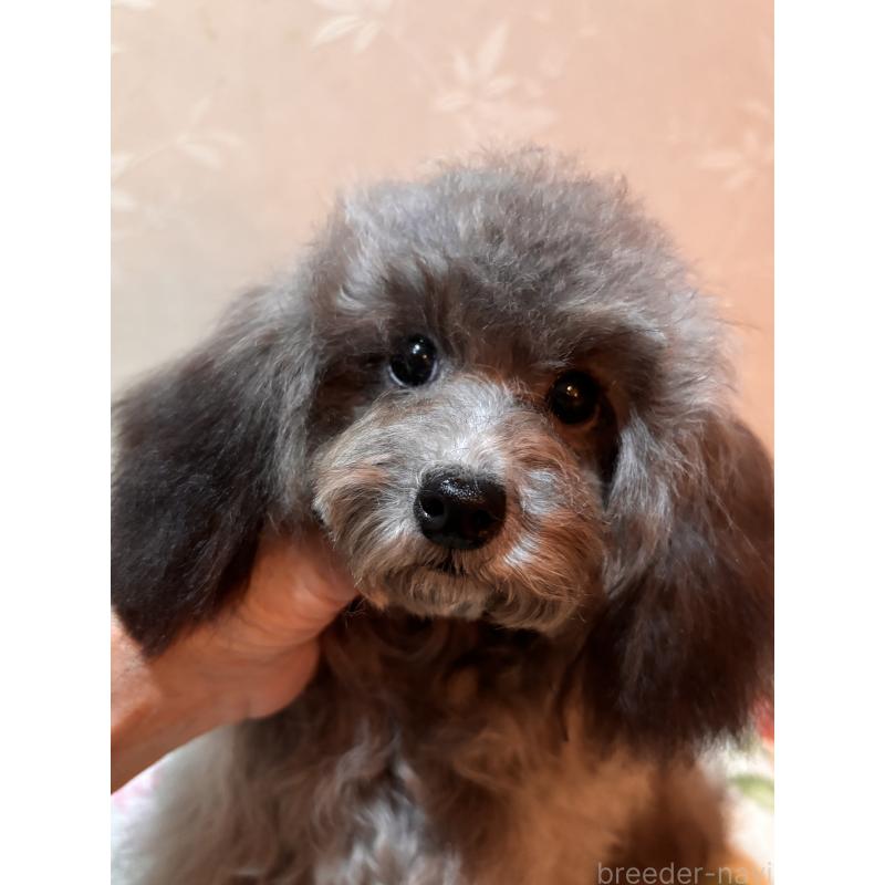 販売中の宮崎県のティーカッププードル-428635の4枚目