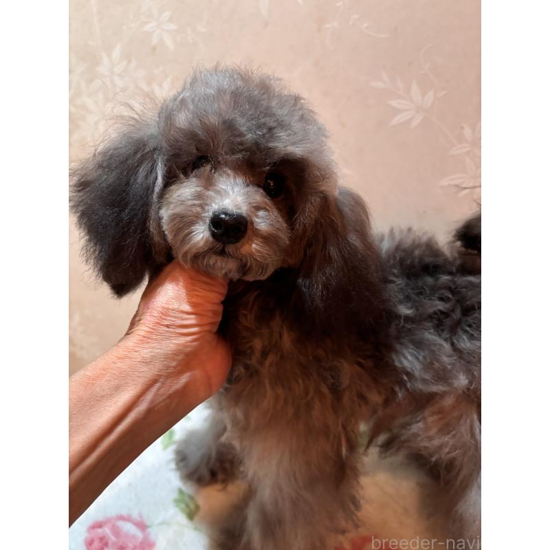 販売中の宮崎県のティーカッププードル-428635の3枚目