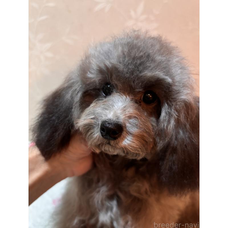 販売中の宮崎県のティーカッププードル-428635の2枚目