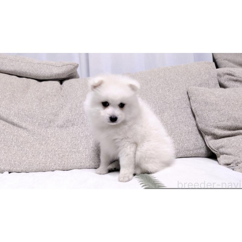 販売中の茨城県の日本スピッツ-443941の13枚目