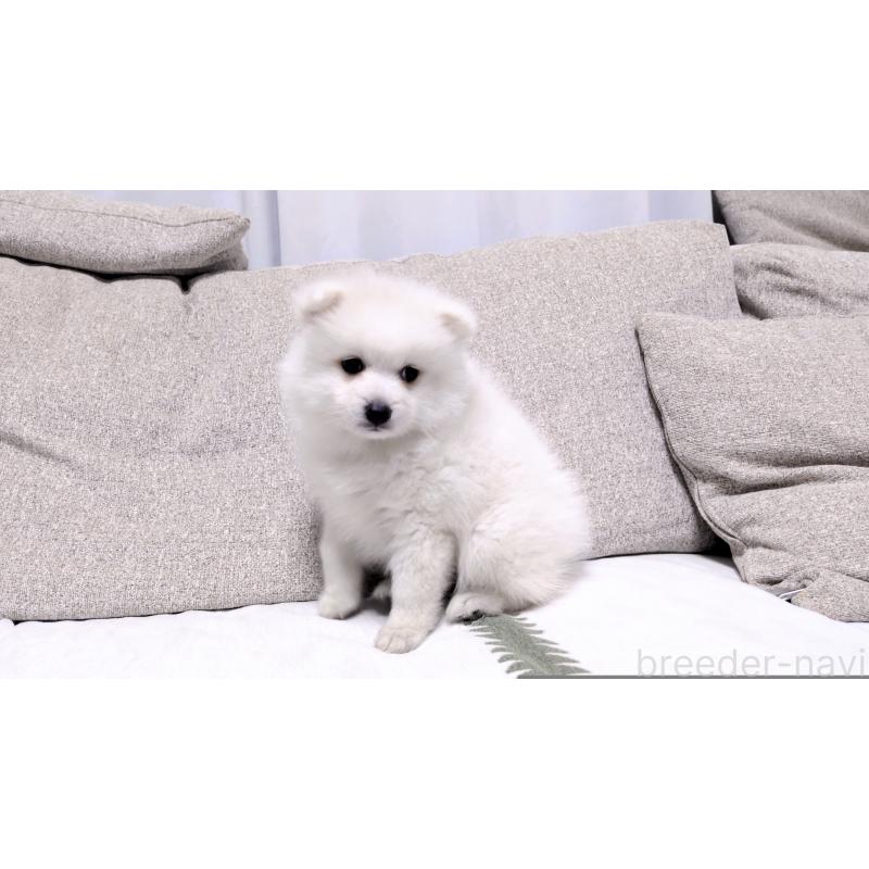 販売中の茨城県の日本スピッツ-443941の12枚目