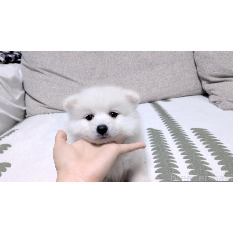 販売中の茨城県の日本スピッツ-443941の11枚目