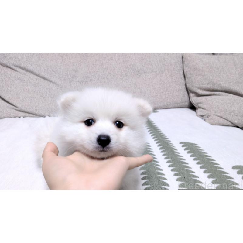 販売中の茨城県の日本スピッツ-443941の10枚目