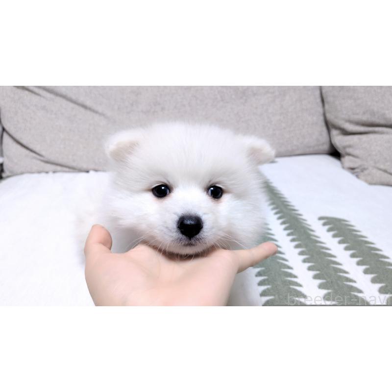 販売中の茨城県の日本スピッツ-443941の9枚目