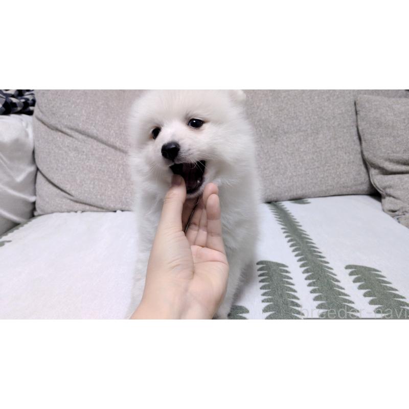 販売中の茨城県の日本スピッツ-443941の7枚目