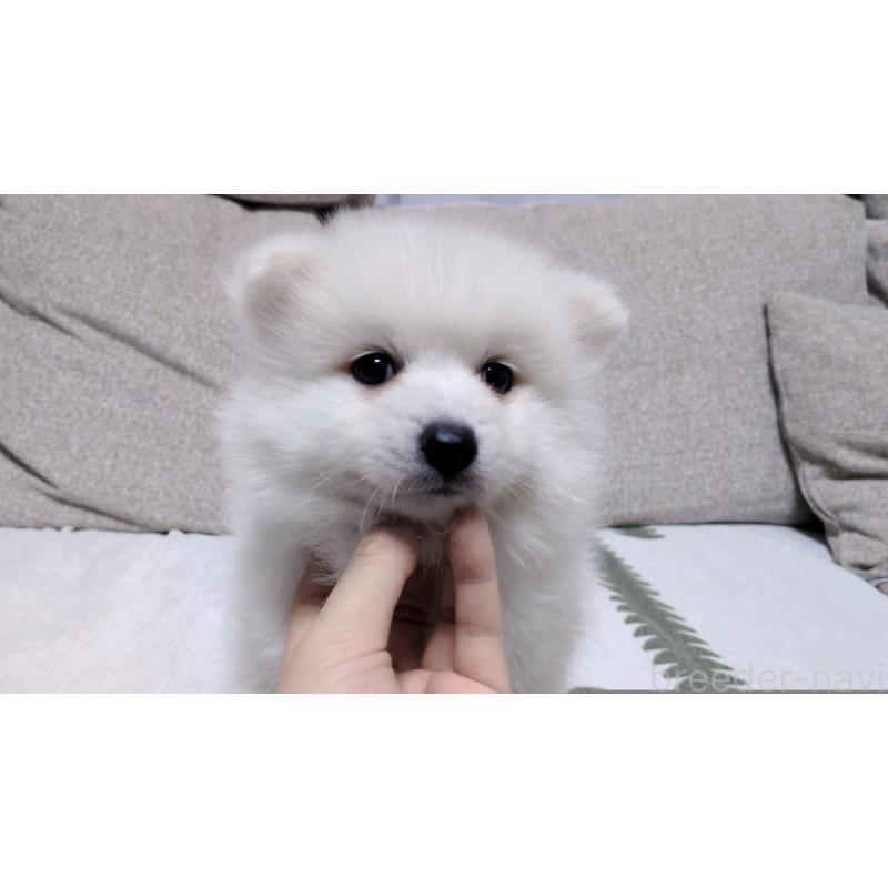 販売中の茨城県の日本スピッツ-443941の6枚目