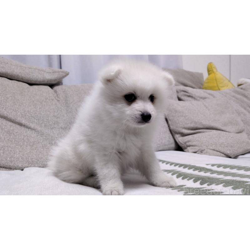 販売中の茨城県の日本スピッツ-443941の5枚目