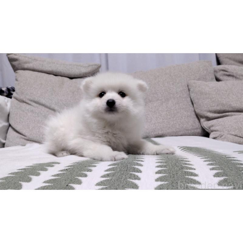 販売中の茨城県の日本スピッツ-443941の4枚目