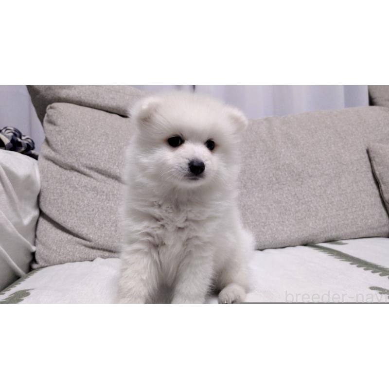 販売中の茨城県の日本スピッツ-443941の3枚目