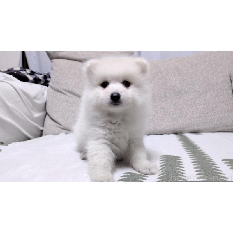 販売中の茨城県の日本スピッツ-443941の2枚目