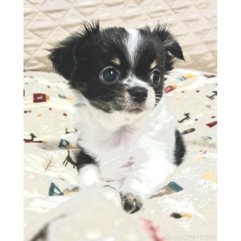 成約済の福岡県のチワワ(ロングコート)-437422の2枚目