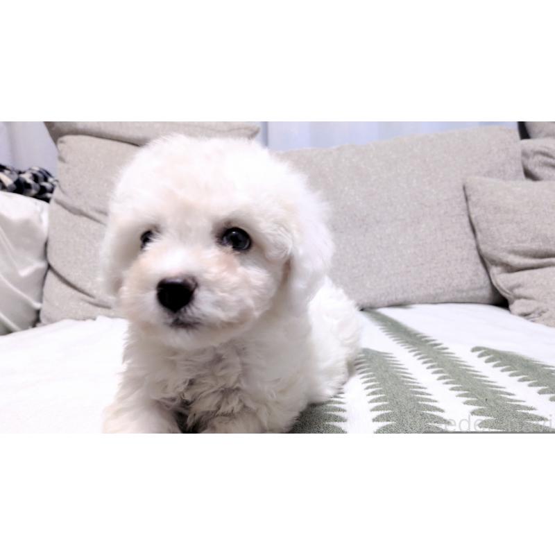 販売中の茨城県のビションフリーゼ-443942の5枚目