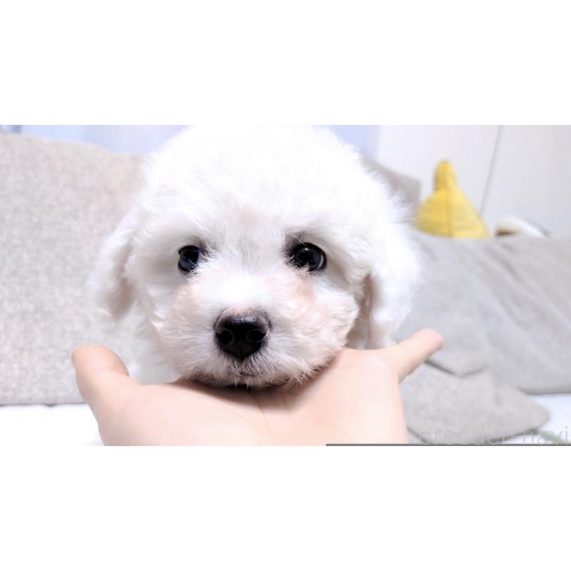 販売中の茨城県のビションフリーゼ-443942の4枚目