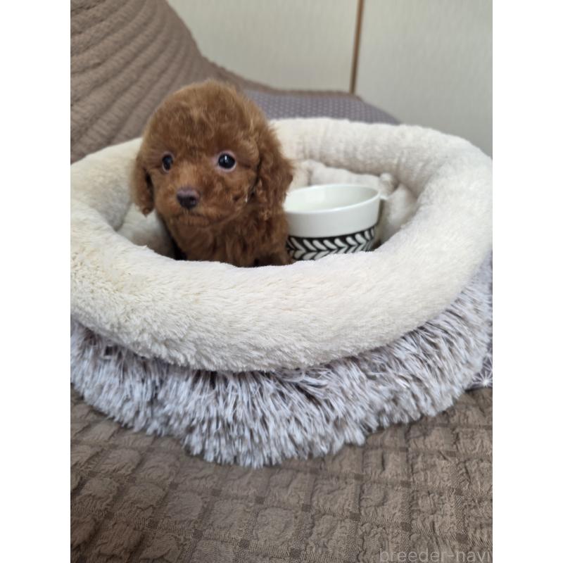 販売中の埼玉県のティーカッププードル-443943の10枚目