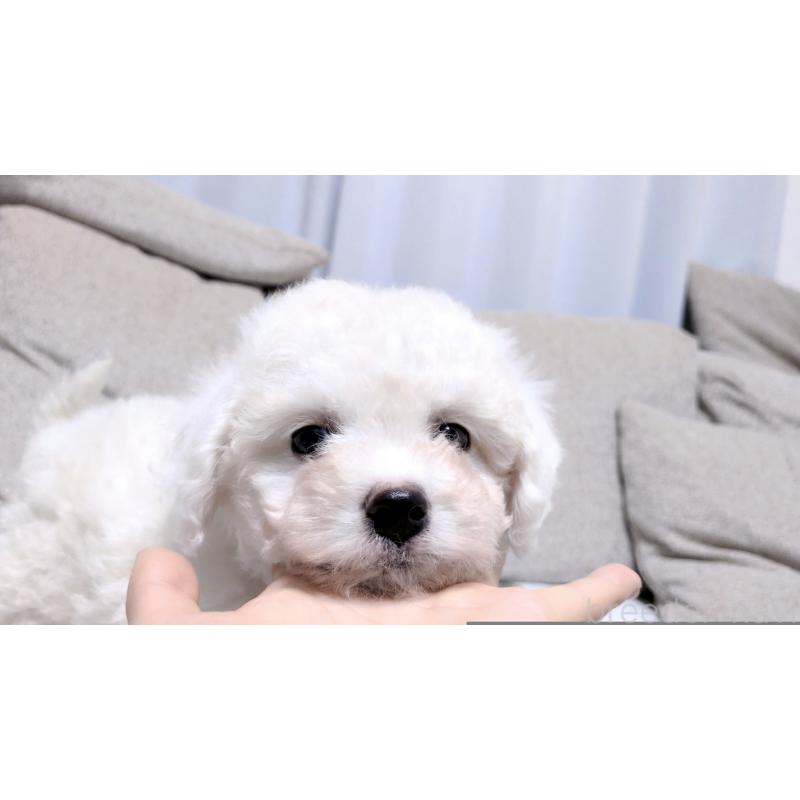 販売中の茨城県のビションフリーゼ-443942の3枚目