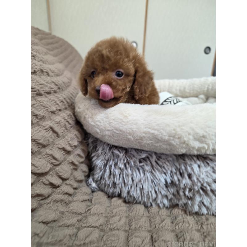 販売中の埼玉県のティーカッププードル-443943の9枚目