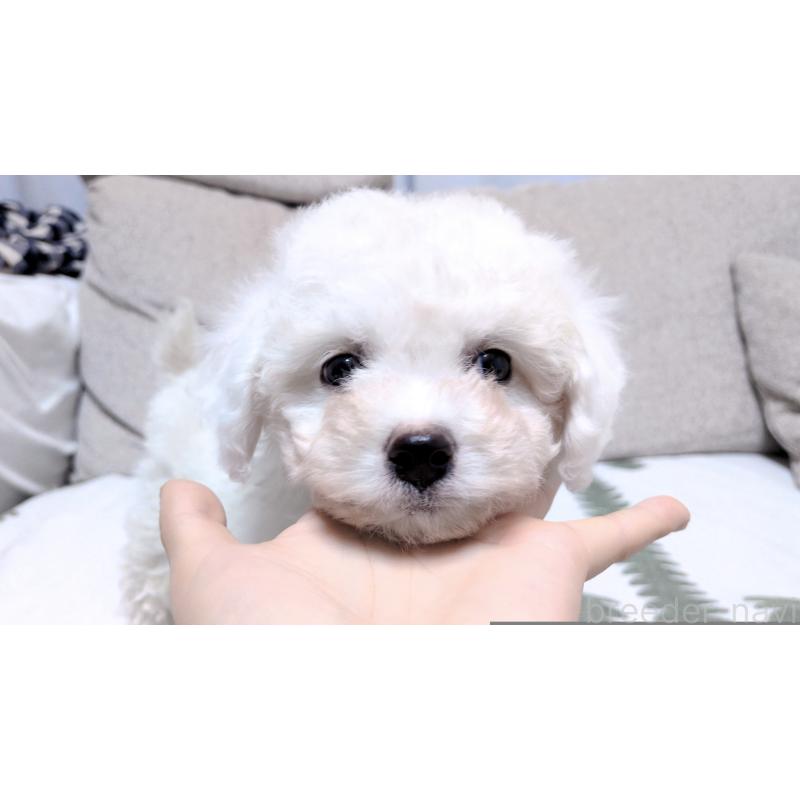 販売中の茨城県のビションフリーゼ-443942の2枚目