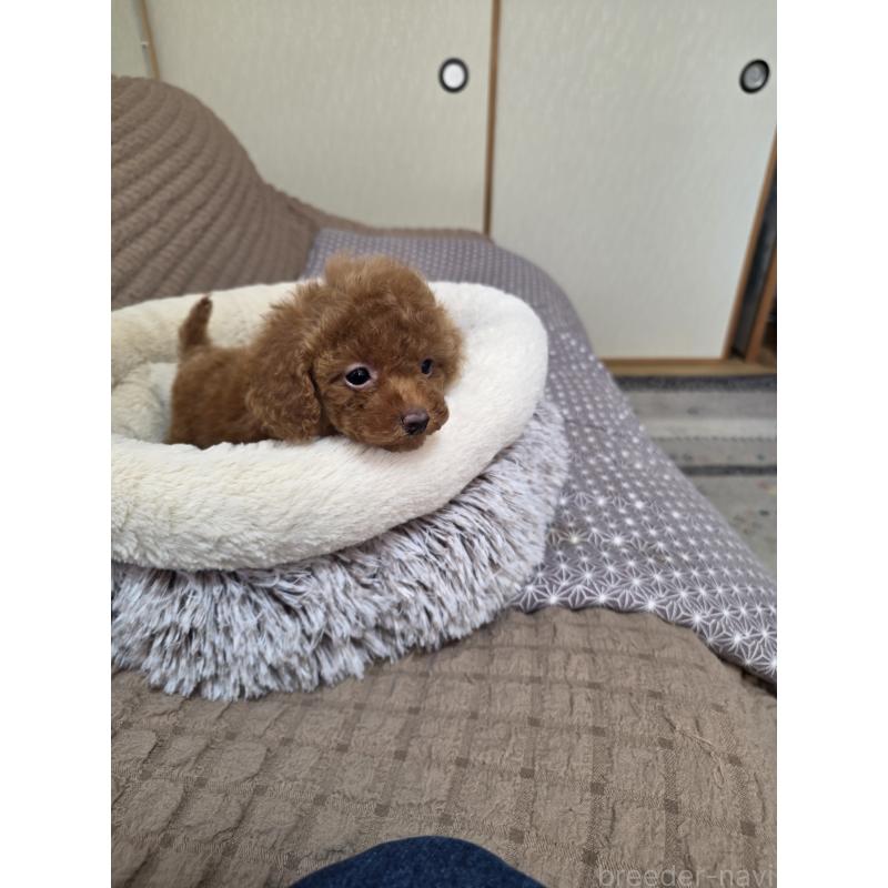 販売中の埼玉県のティーカッププードル-443943の8枚目